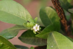 Dimorphocalyx glabellus